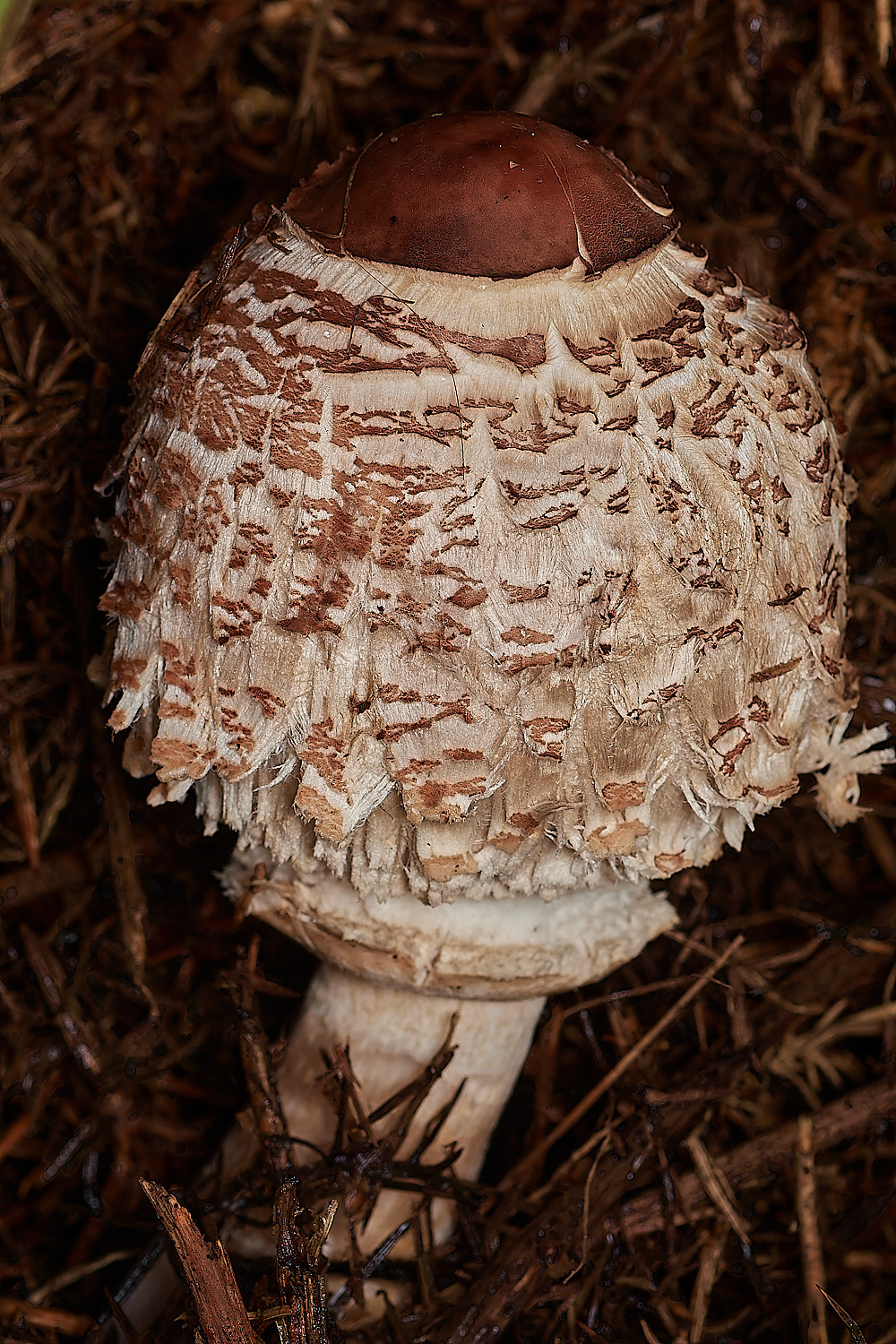 Bryant'sHeathMacrolepiota171123-1-NEF_DxO_DeepPRIMEXD
