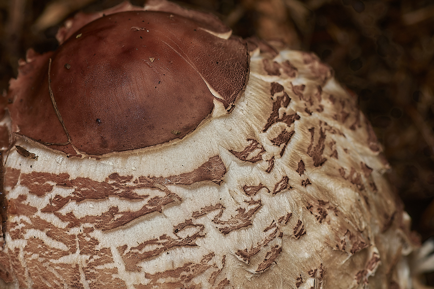 Bryant'sHeathMacrolepiota171123-2-NEF_DxO_DeepPRIMEXD