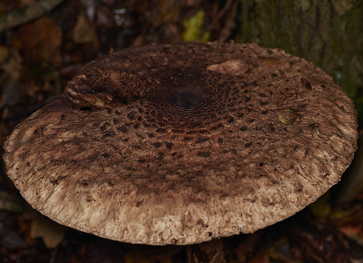 Bryant'sHeathParasol171123-1-NEF_DxO_DeepPRIMEXD