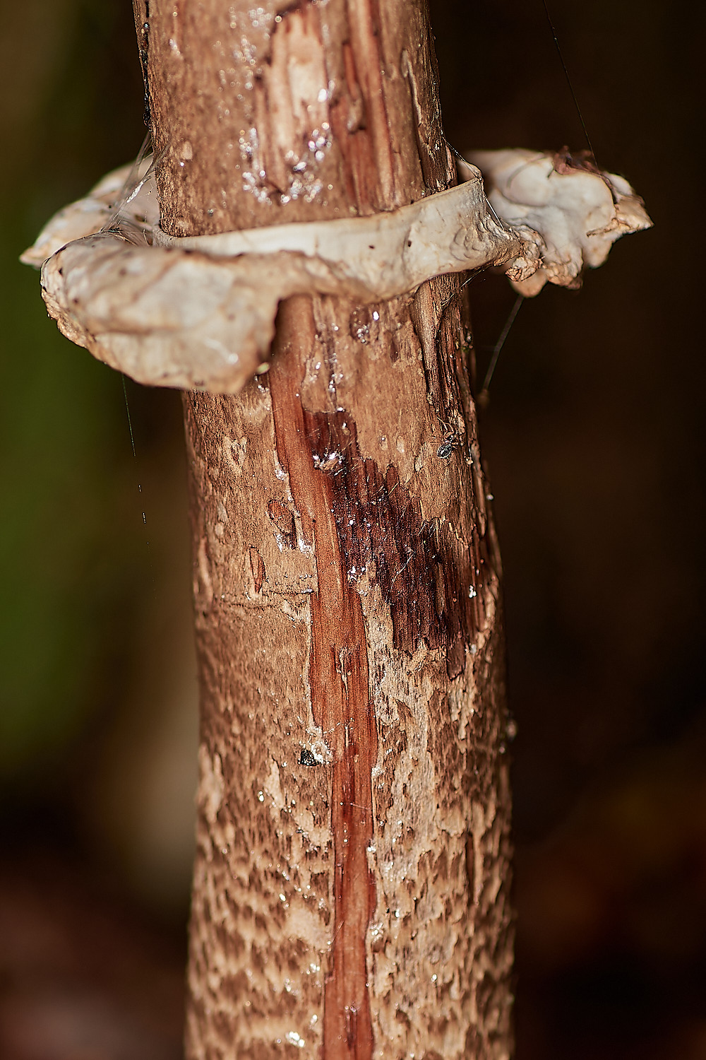 Bryant'sHeathParasol171123-3-NEF_DxO_DeepPRIMEXD