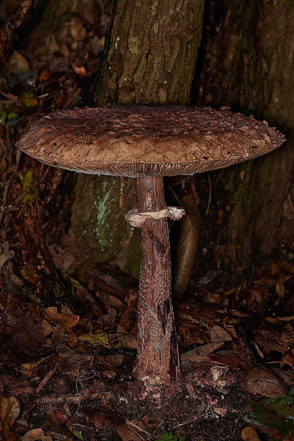 Bryant'sHeathParasol171123-4-NEF_DxO_DeepPRIMEXD