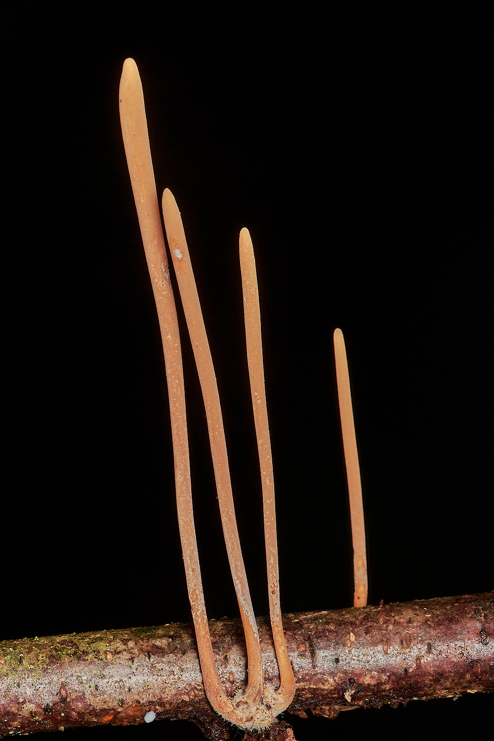 Bryant'sHeathPipeClub171123-1-NEF_DxO_DeepPRIMEXD