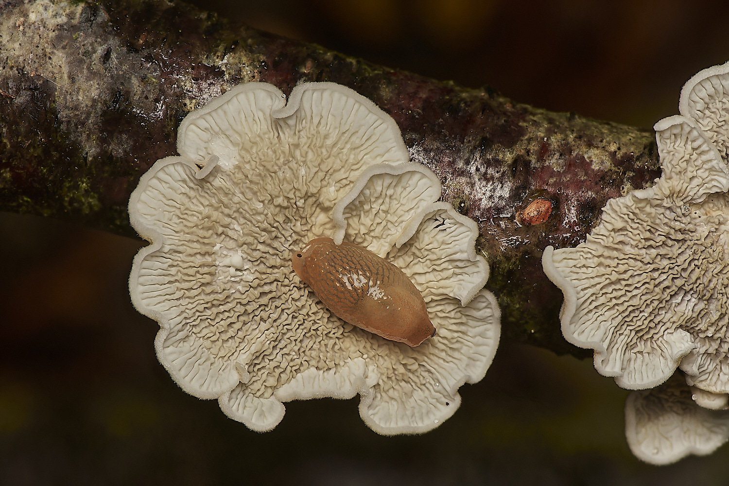 Bryant'sHeathPlicatura171123-1-NEF_DxO_DeepPRIMEXD