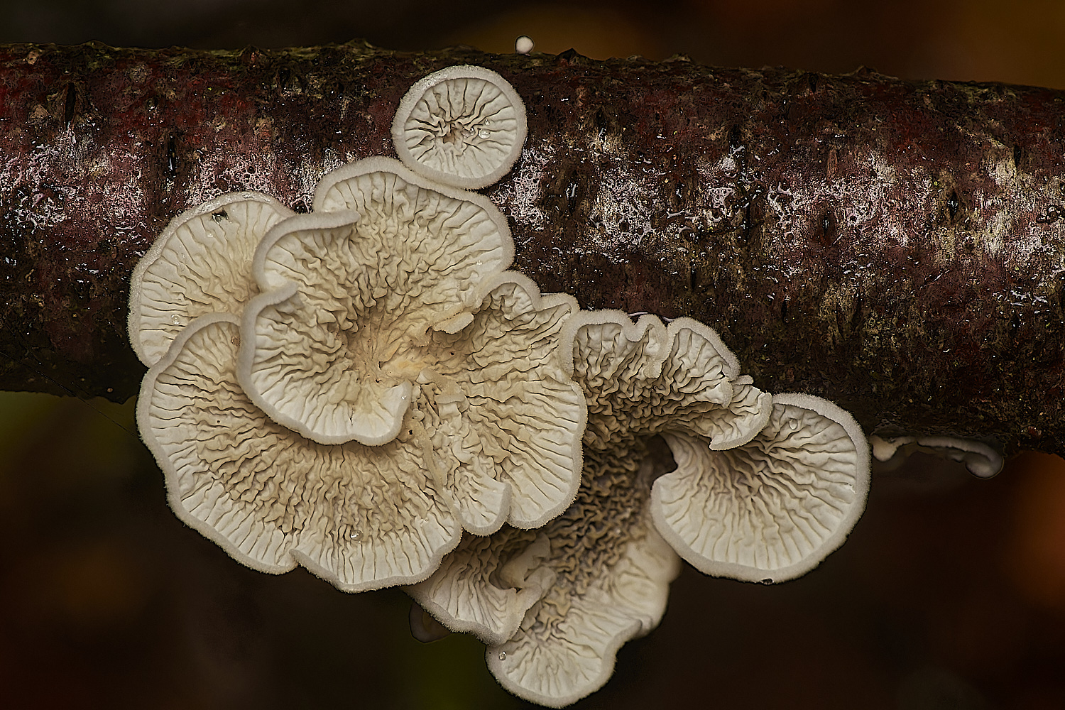 Bryant'sHeathPlicatura171123-2-NEF_DxO_DeepPRIMEXD