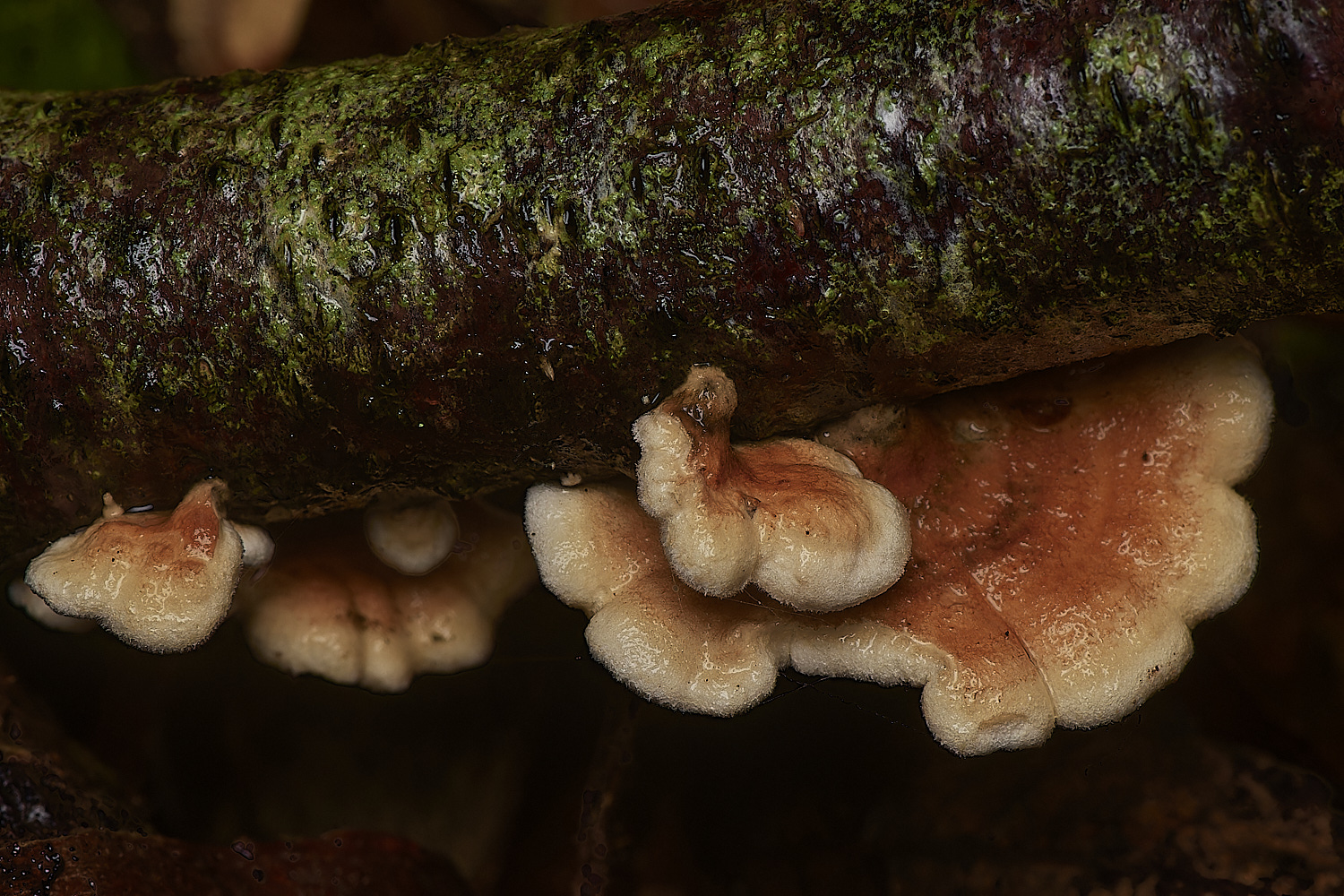 Bryant'sHeathPlicatura171123-3-NEF_DxO_DeepPRIMEXD