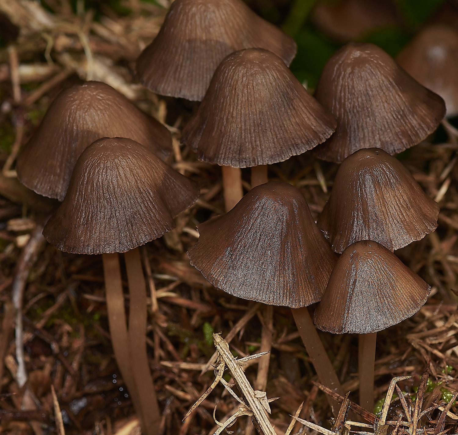 Bryant'sHeathPsyatherella171123-1-NEF_DxO_DeepPRIMEXD