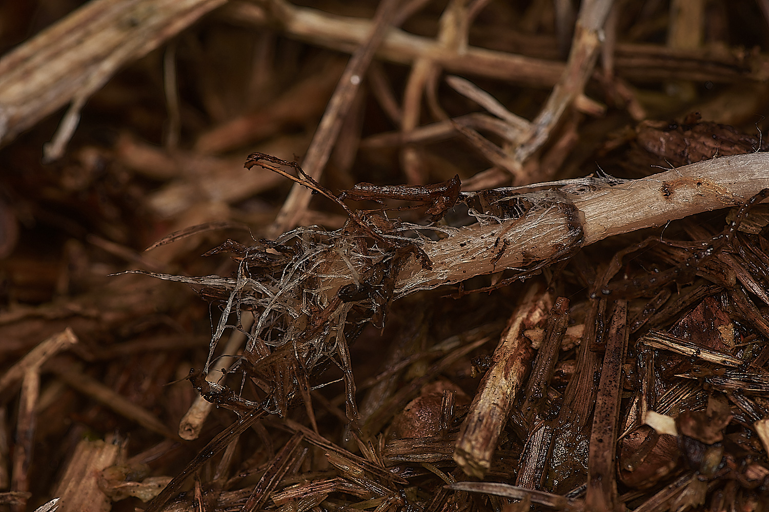 Bryant'sHeathPsyatherella171123-3-NEF_DxO_DeepPRIMEXD