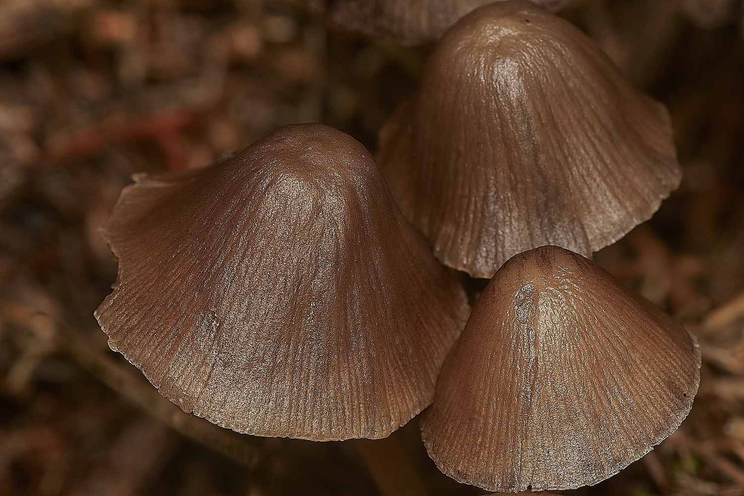 Bryant'sHeathPsyatherella171123-4-NEF_DxO_DeepPRIMEXD