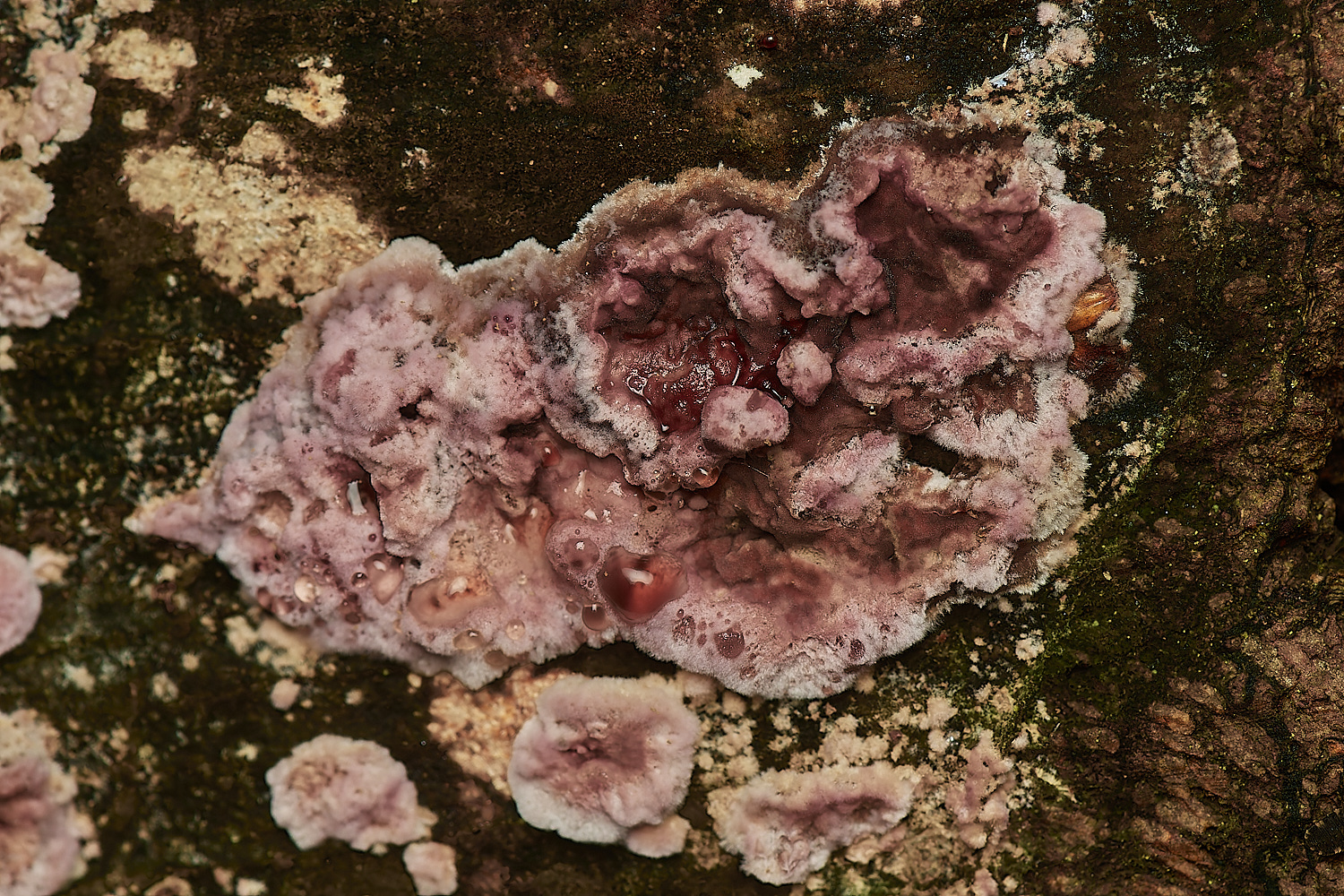 Bryant'sHeathSilverLaef171123-1-NEF_DxO_DeepPRIMEXD