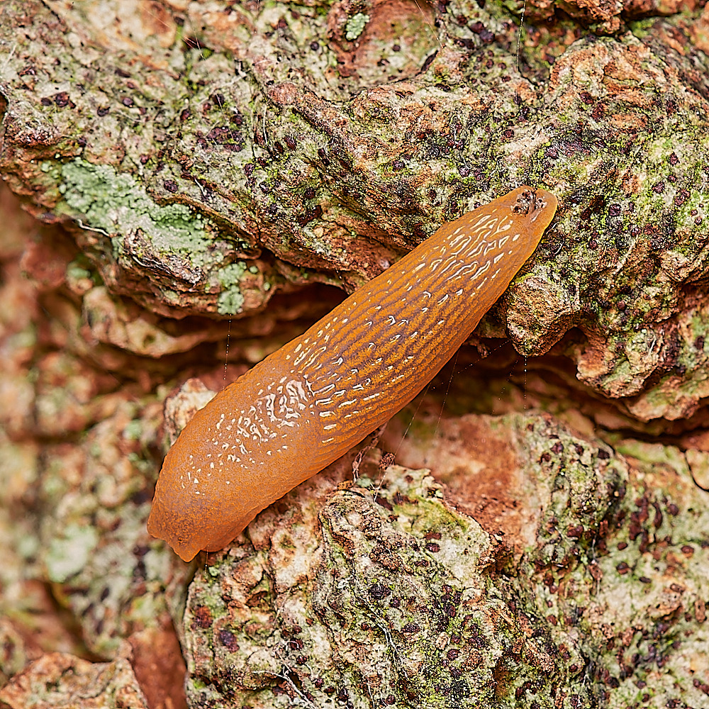 Bryant'sHeathSlugSp171123-1-NEF_DxO_DeepPRIMEXD