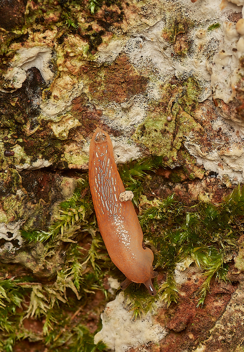 Bryant'sHeathSlugSp171123-2-NEF_DxO_DeepPRIMEXD