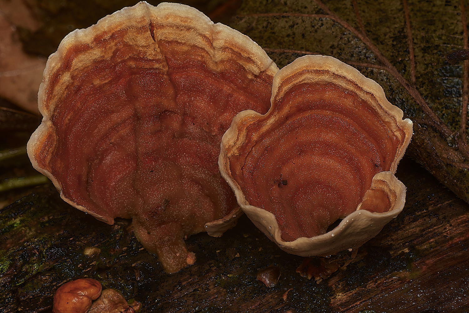 Bryant'sHeathSubtomentosum171123-1-NEF_DxO_DeepPRIMEXD