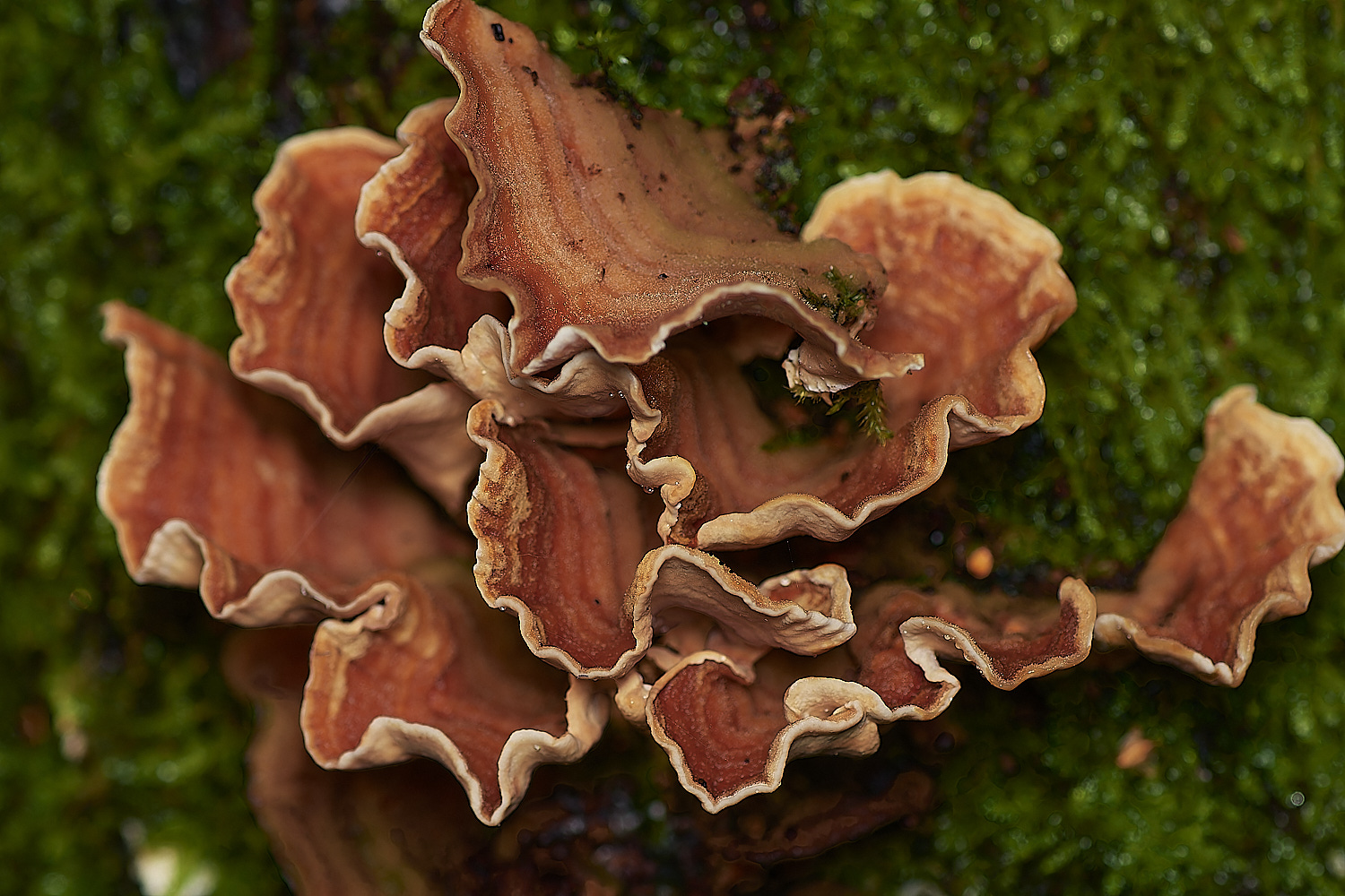 Bryant'sHeathSubtomentosum171123-2-NEF_DxO_DeepPRIMEXD