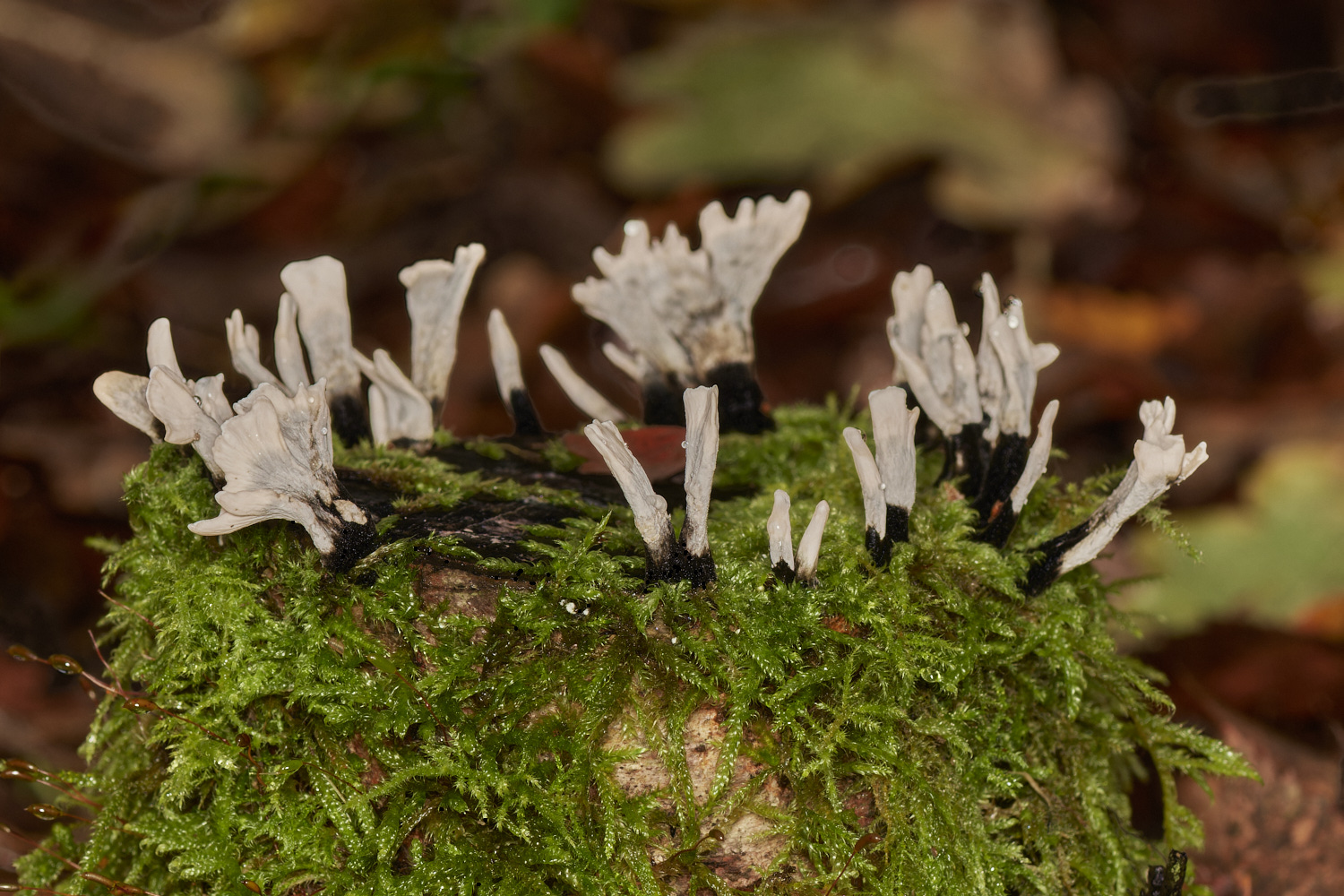 Bryant'sHeathXylaria171123-1-NEF_DxO_DeepPRIMEXD