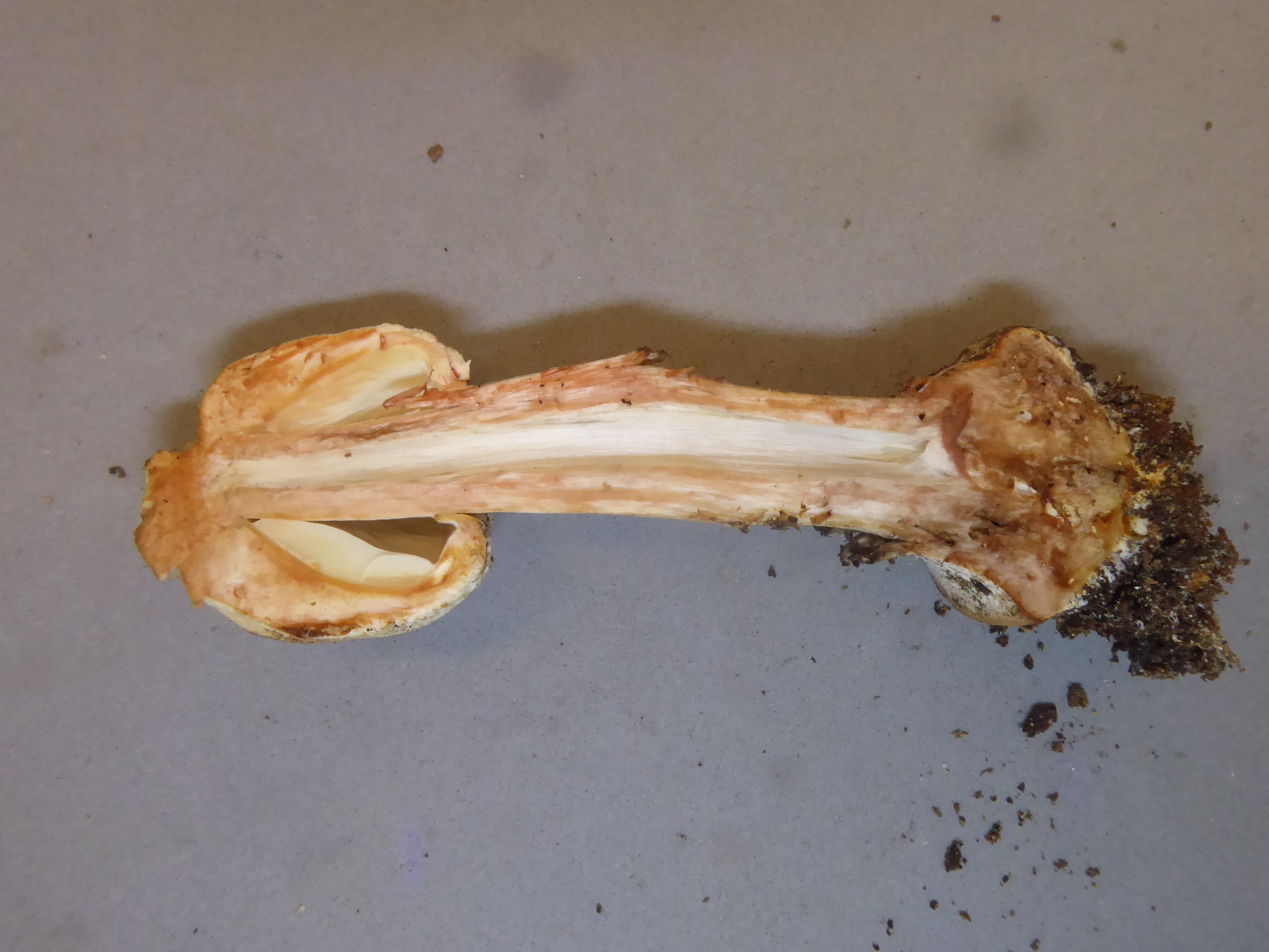 cf Leucoagaricus badhamii flesh