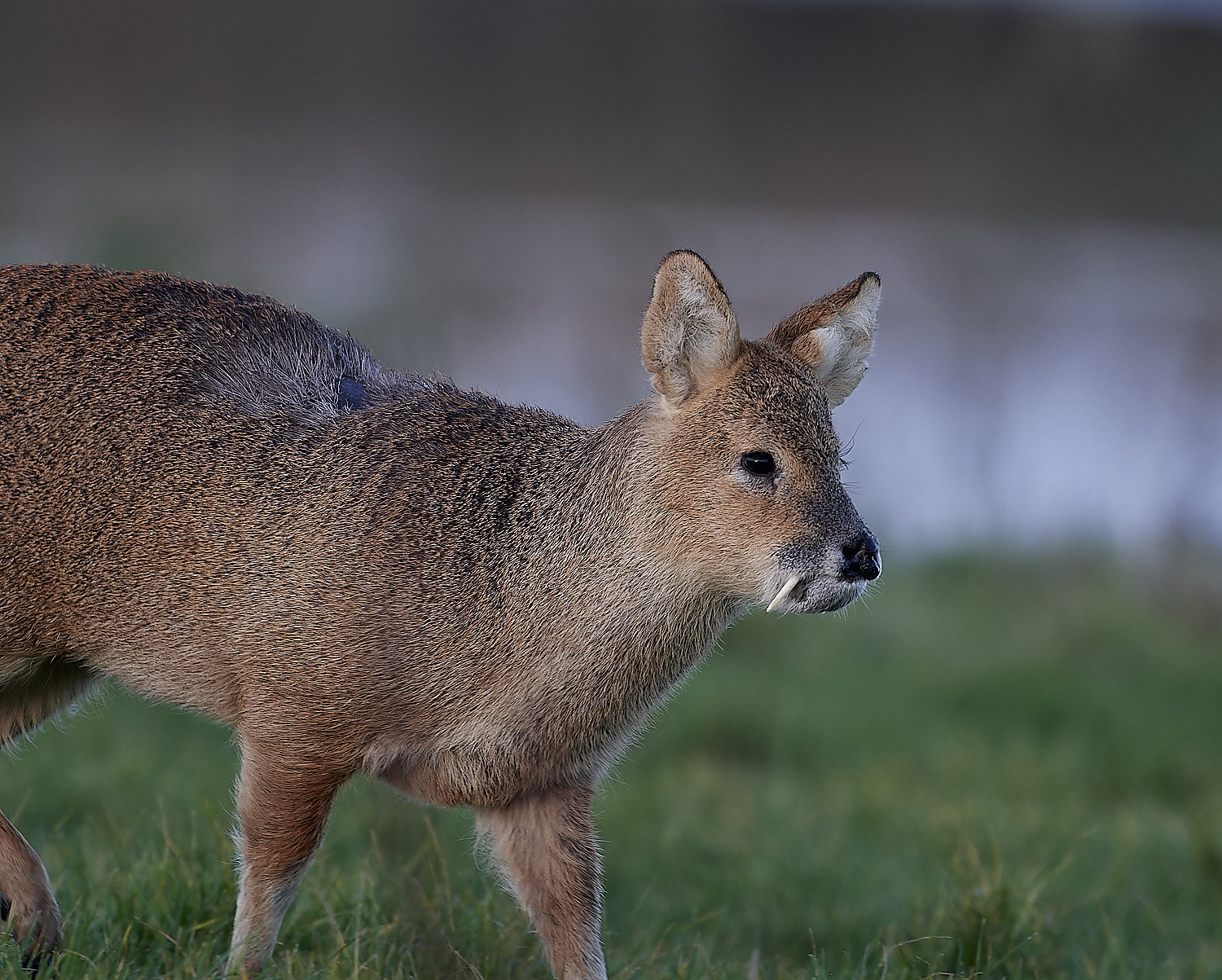 CleyChineseWaterDeer061223-1-NEF_DxO_DeepPRIMEXD