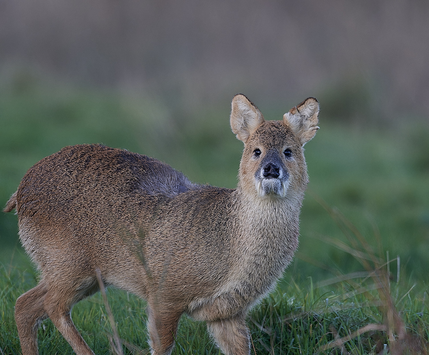 CleyChineseWaterDeer061223-2-NEF_DxO_DeepPRIMEXD