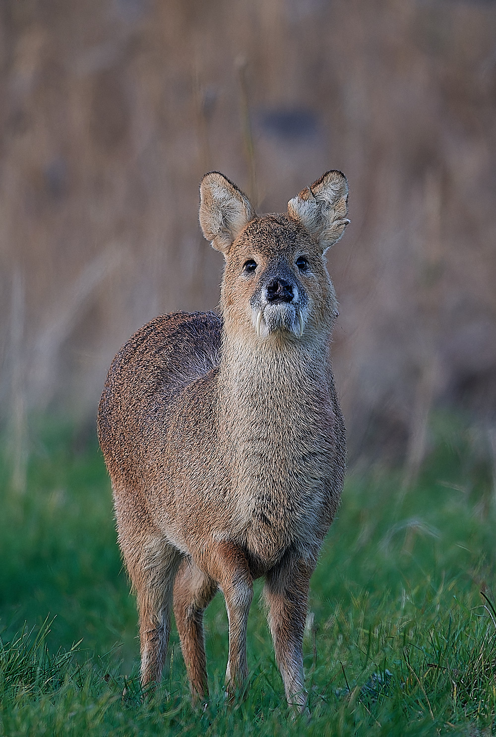CleyChineseWaterDeer061223-3-NEF_DxO_DeepPRIMEXD