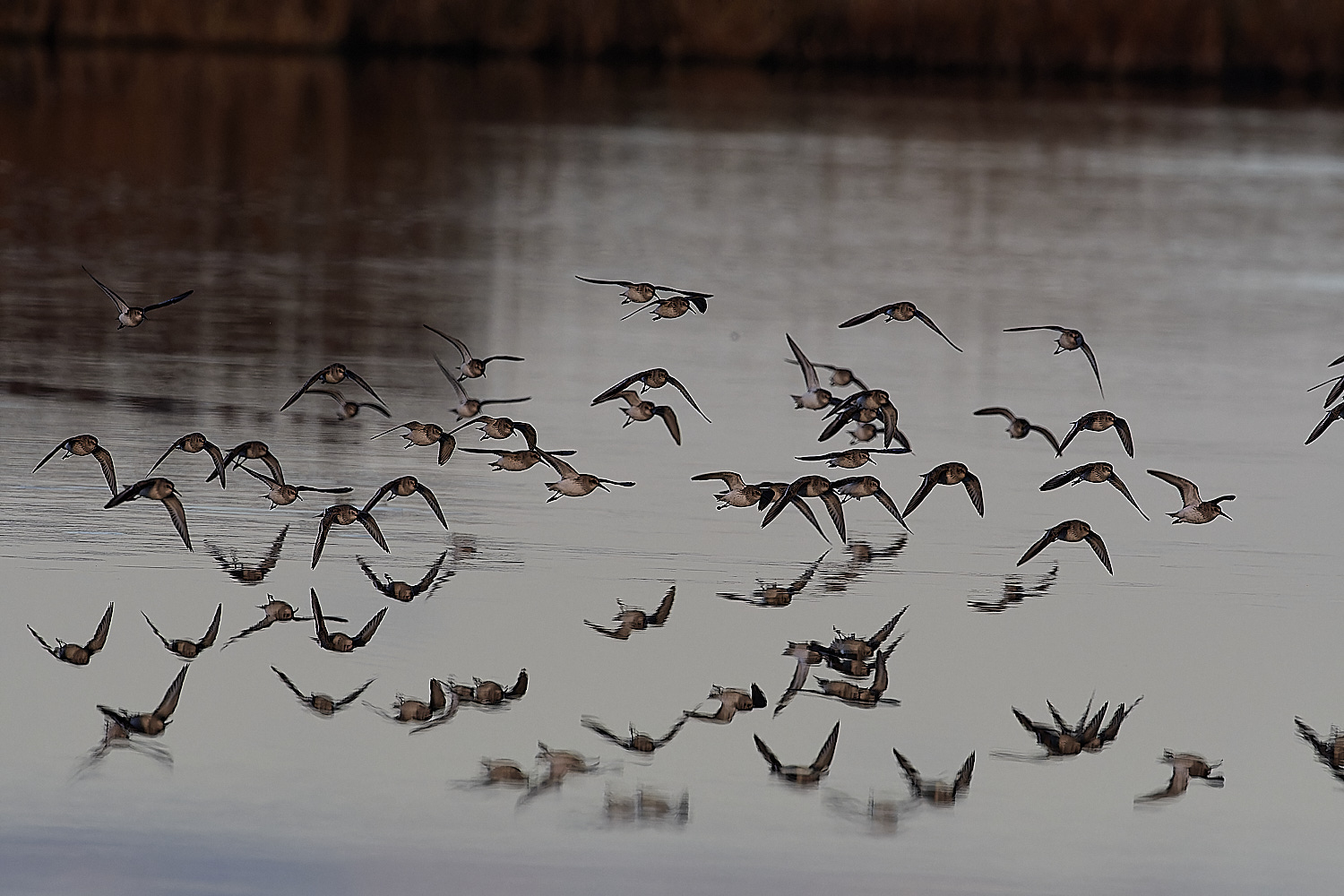 CleyDunlin062312-1-NEF_DxO_DeepPRIMEXD