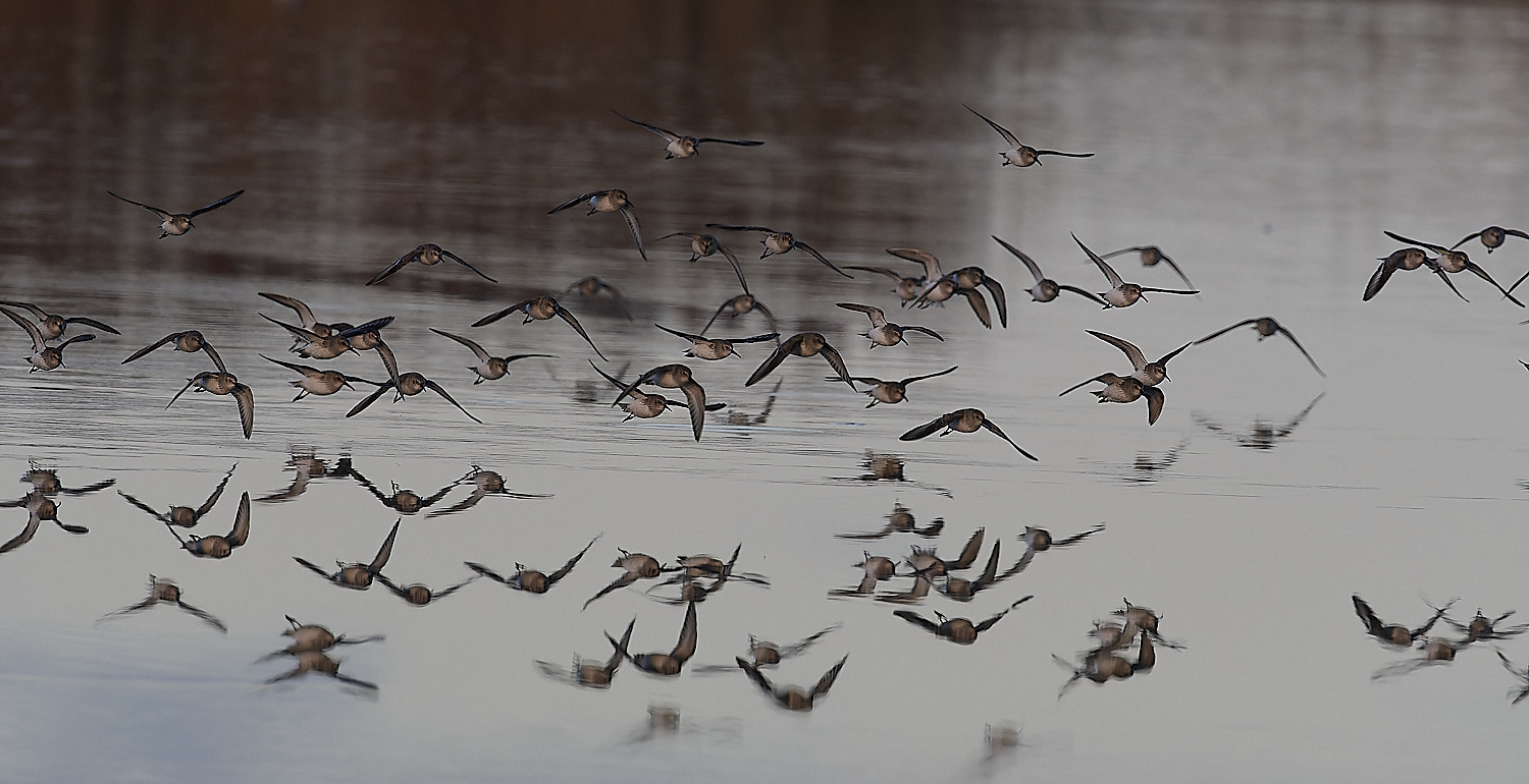 CleyDunlin062312-2-NEF_DxO_DeepPRIMEXD