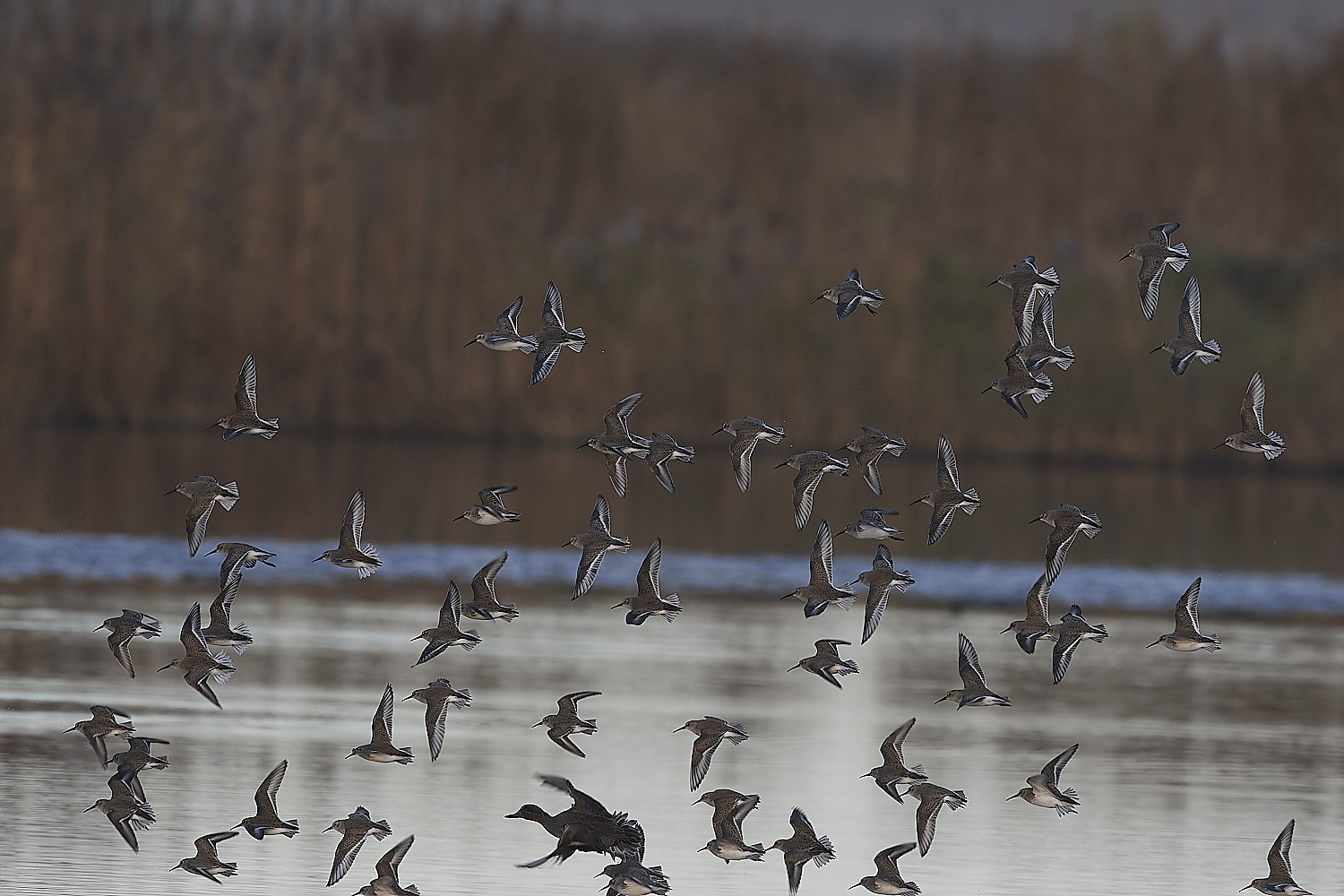 CleyDunlin062312-3-NEF_DxO_DeepPRIMEXD