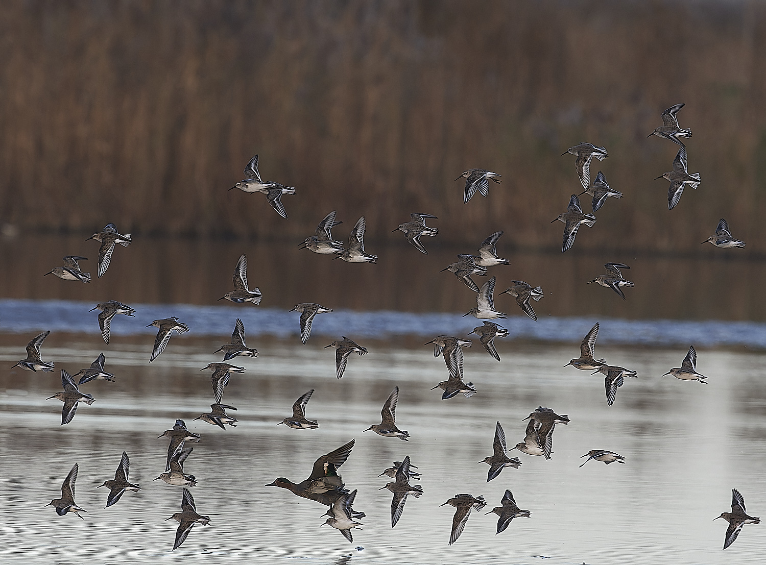 CleyDunlin062312-4-NEF_DxO_DeepPRIMEXD