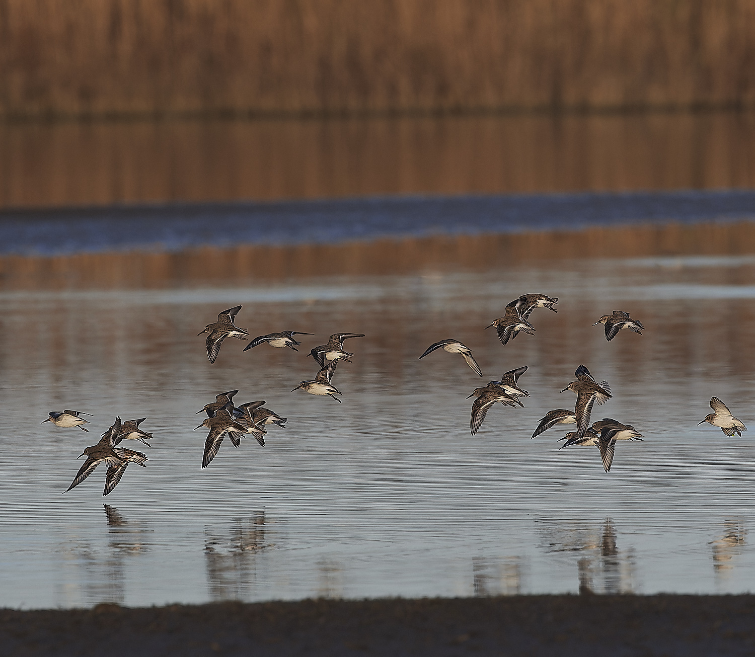 CleyDunlin062312-5-NEF_DxO_DeepPRIMEXD