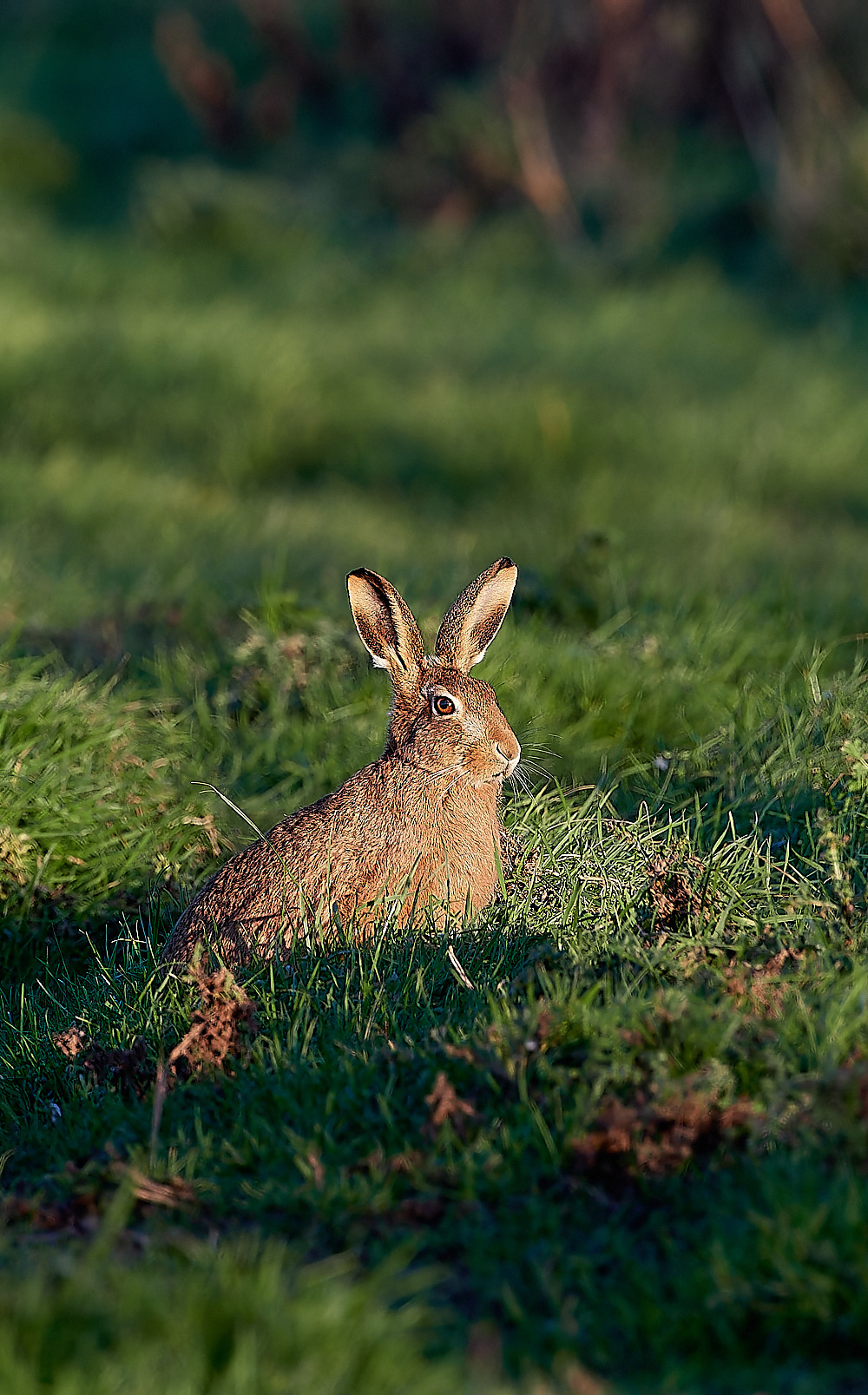 CleyHare062312-1-NEF_DxO_DeepPRIMEXD