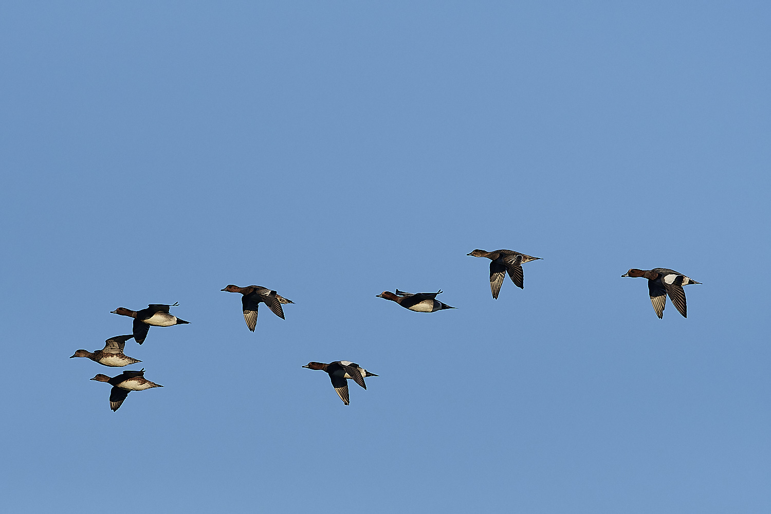 CleyWigeon062312-1-NEF_DxO_DeepPRIMEXD