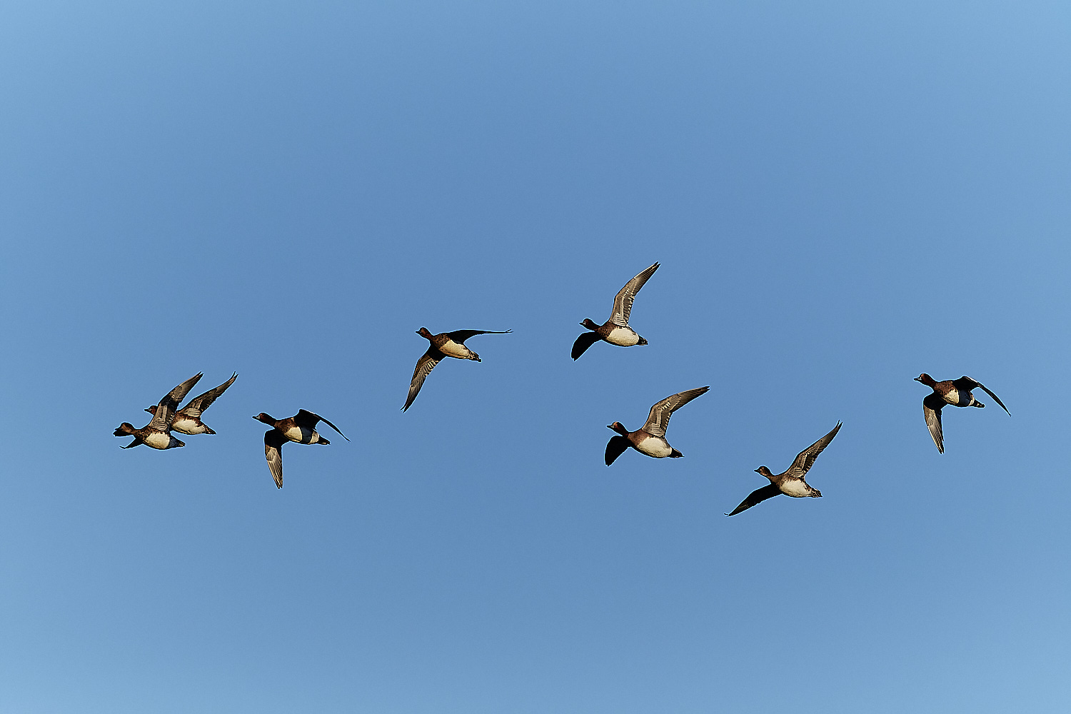 CleyWigeon062312-2-NEF_DxO_DeepPRIMEXD