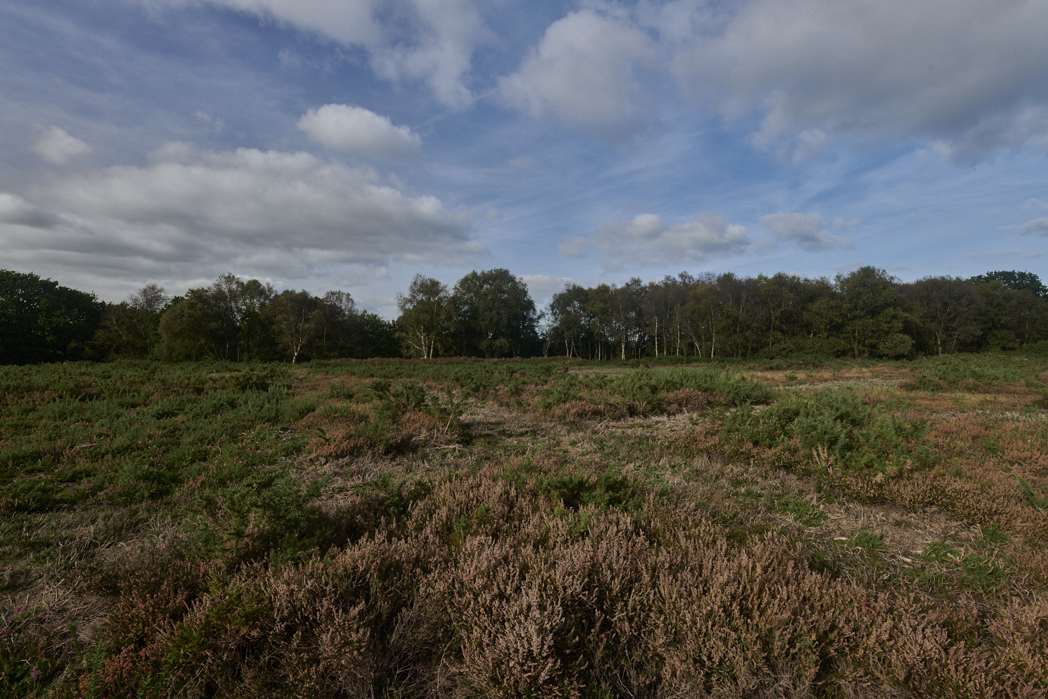 CrostwightHeath171023-1-NEF_DxO_DeepPRIMEXD