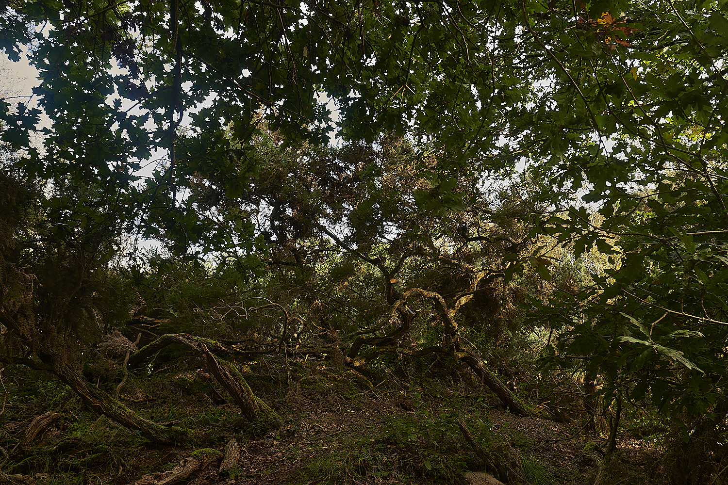 CrostwightHeath171023-2-NEF_DxO_DeepPRIMEXD