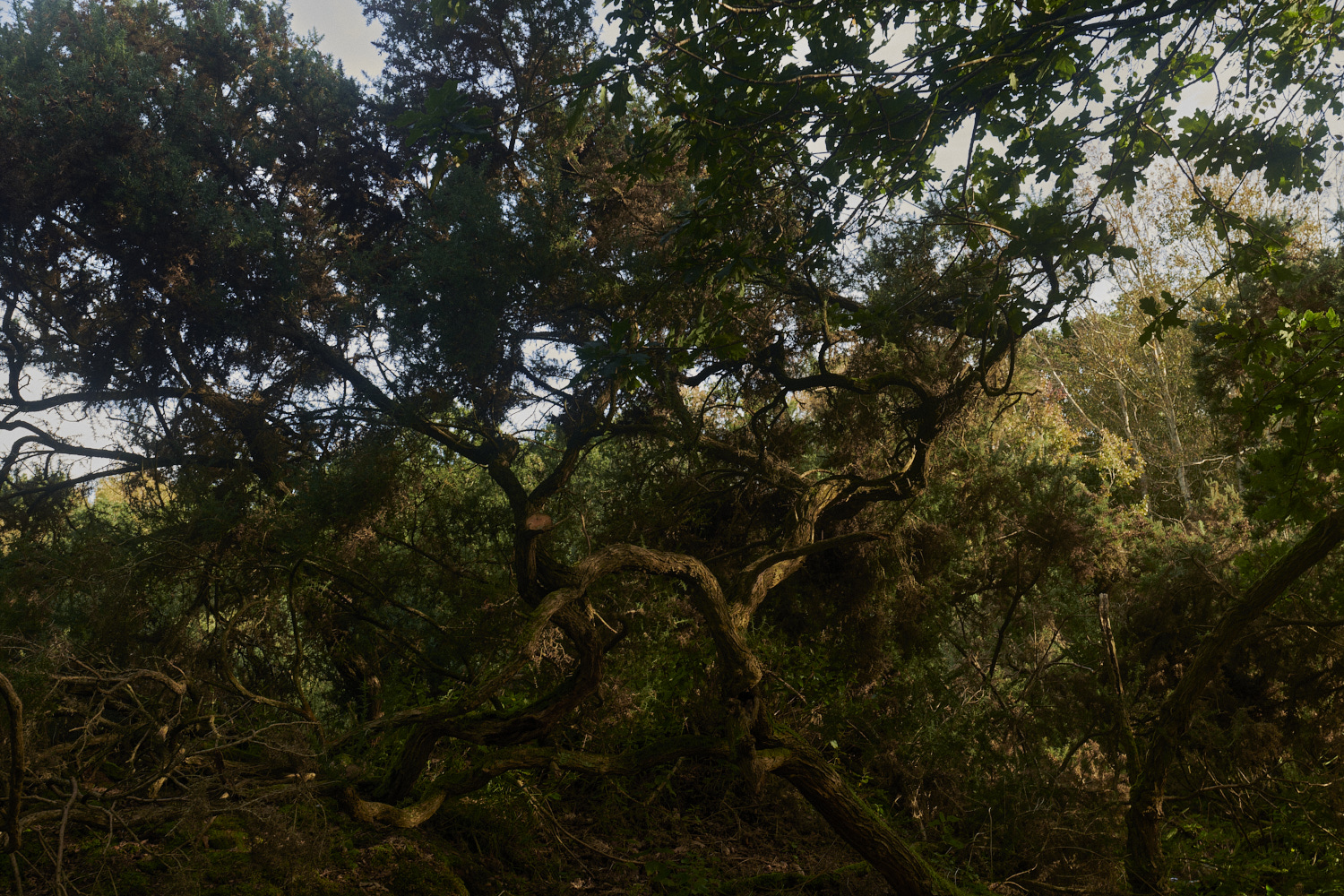 CrostwightHeath171023-3-NEF_DxO_DeepPRIMEXD