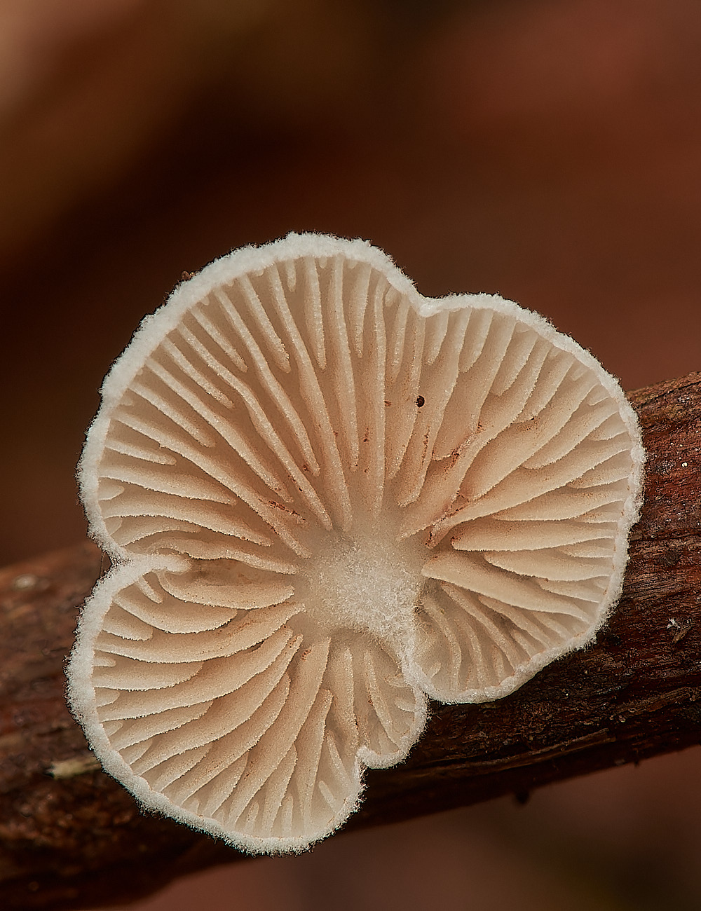 CrostwightHeathCrepidotusSp171023-1-NEF_DxO_DeepPRIMEXD