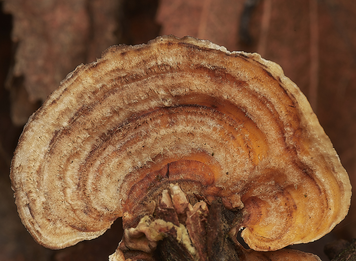 CrostwightHeathCrust171023-1-NEF_DxO_DeepPRIMEXD