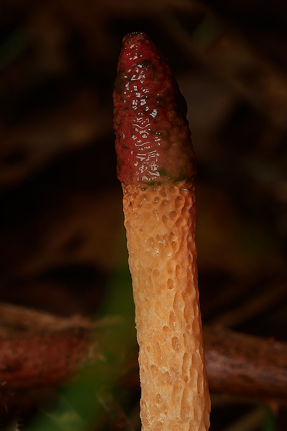 CrostwightHeathDogStinkhorn171023-1-NEF_DxO_DeepPRIMEXD