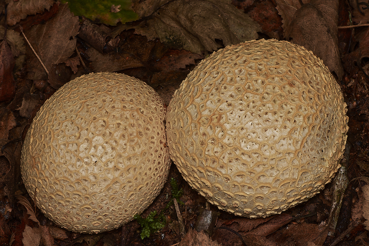 CrostwightHeathEarthBall1171023-1-NEF_DxO_DeepPRIMEXD