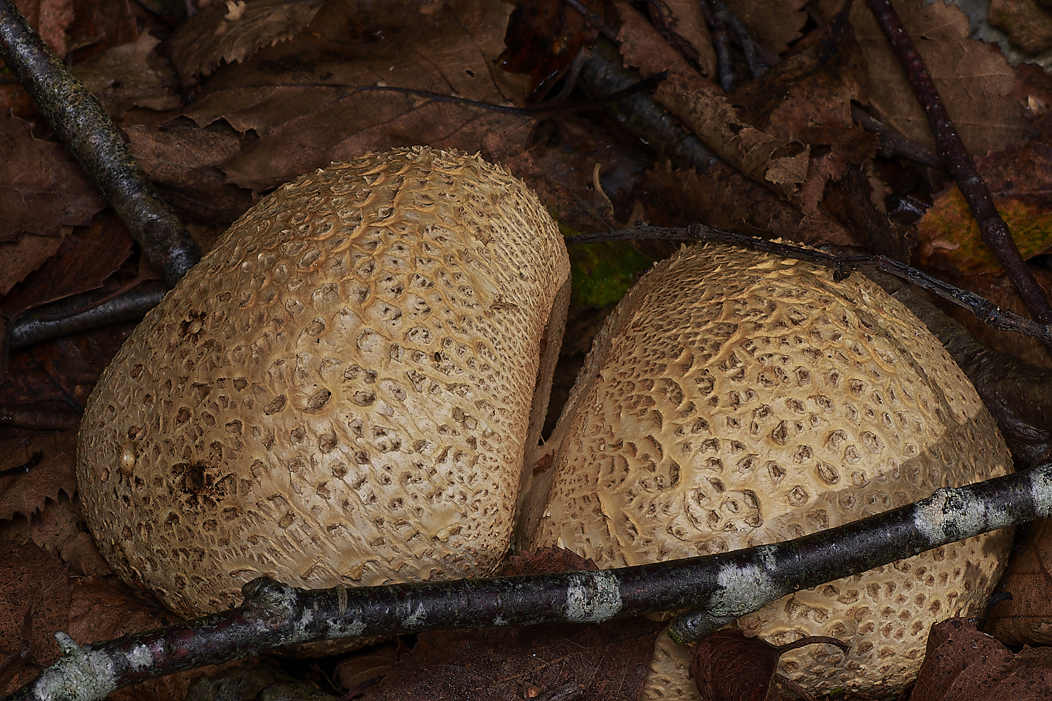 CrostwightHeathEarthBall1171023-3-NEF_DxO_DeepPRIMEXD