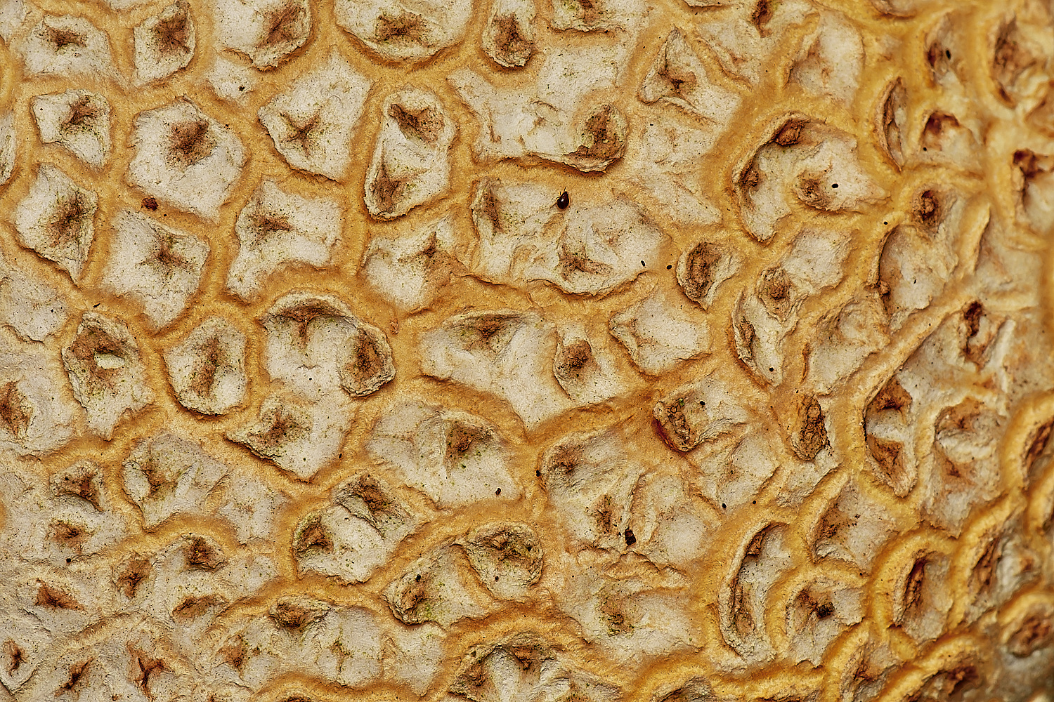 CrostwightHeathEarthBall1171023-4-NEF_DxO_DeepPRIMEXD