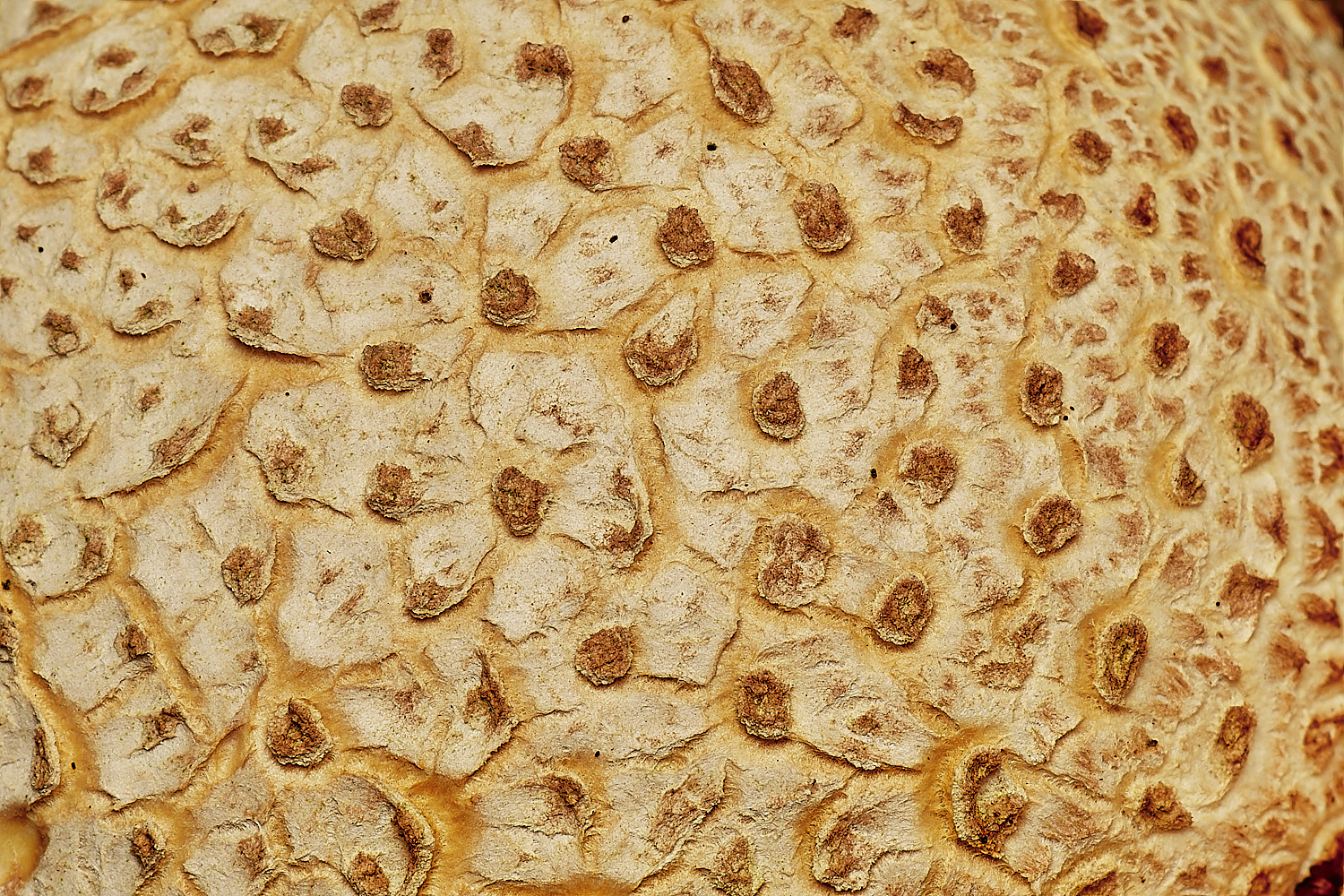 CrostwightHeathEarthBall1171023-5-NEF_DxO_DeepPRIMEXD