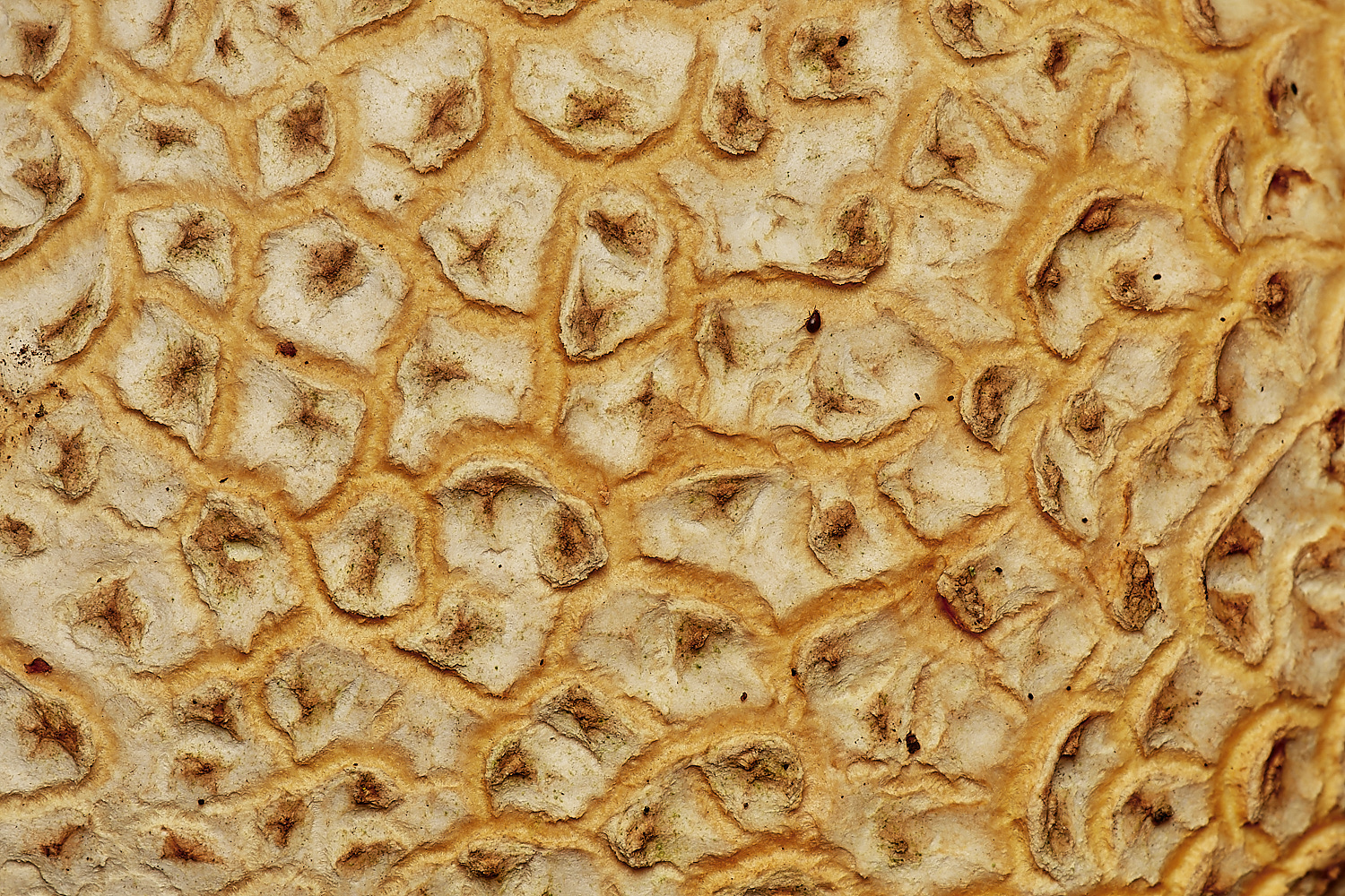 CrostwightHeathEarthBall1171023-6-NEF_DxO_DeepPRIMEXD