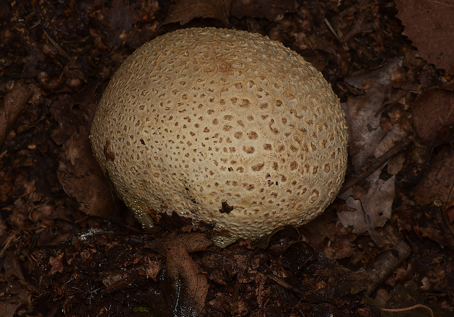 CrostwightHeathEarthBall1171023-8-NEF_DxO_DeepPRIMEXD