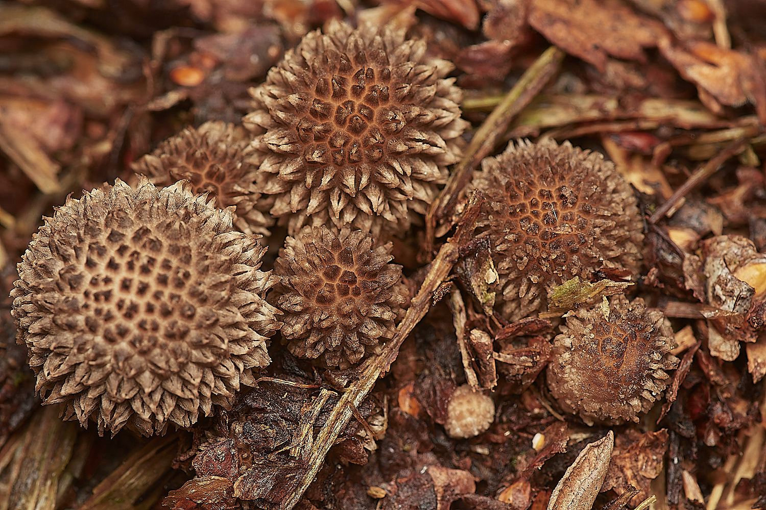 CrostwightHeathEarthBall171023-1-NEF_DxO_DeepPRIMEXD 1