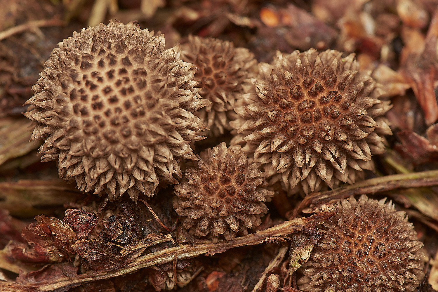 CrostwightHeathEarthBall171023-2-NEF_DxO_DeepPRIMEXD 1