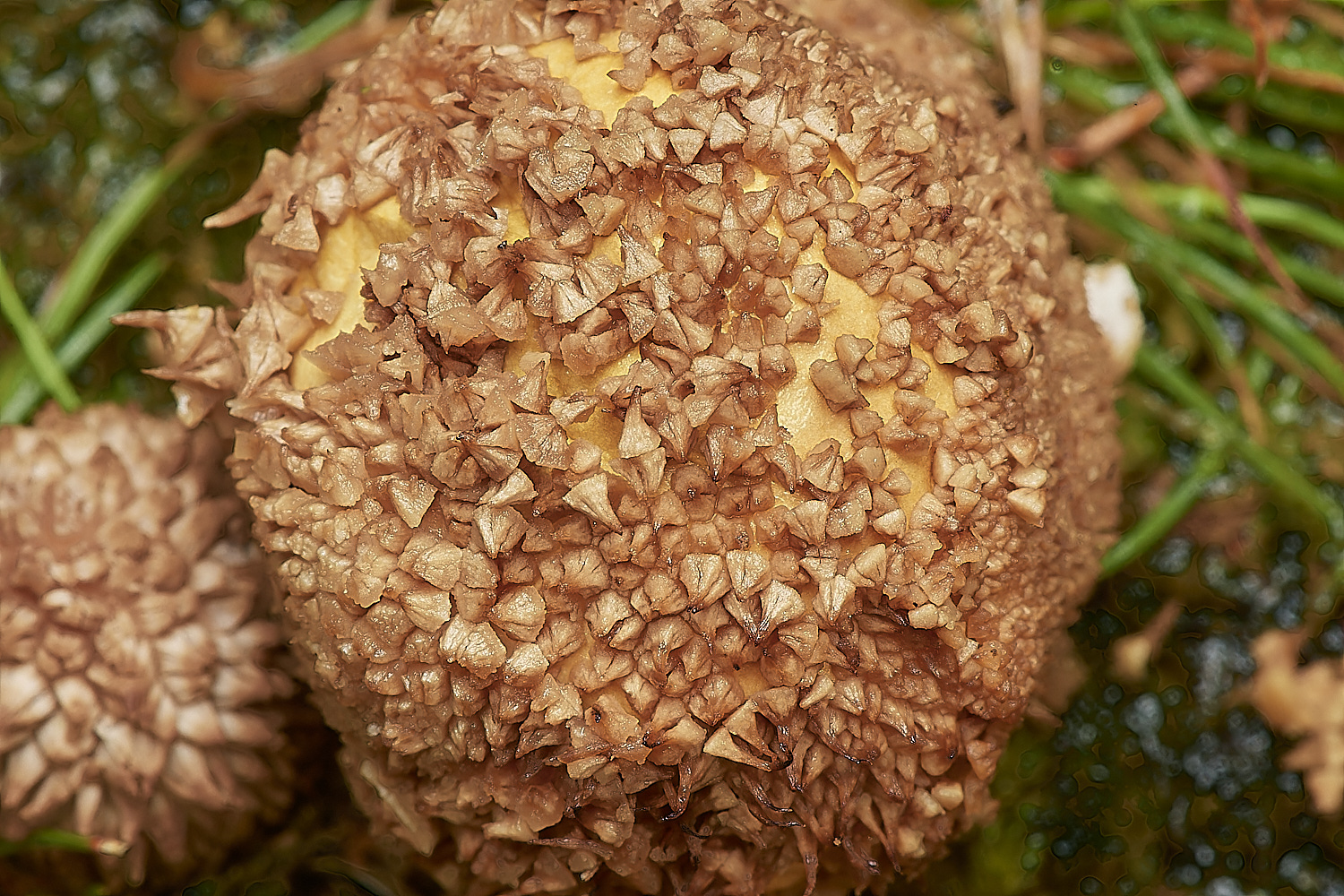 CrostwightHeathEarthball2171023-1-NEF_DxO_DeepPRIMEXD