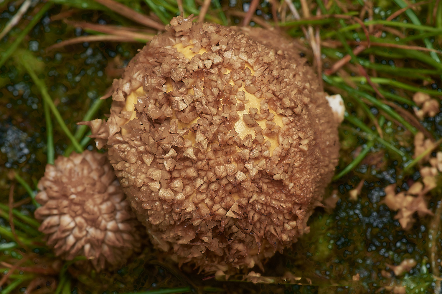 CrostwightHeathEarthball2171023-2-NEF_DxO_DeepPRIMEXD