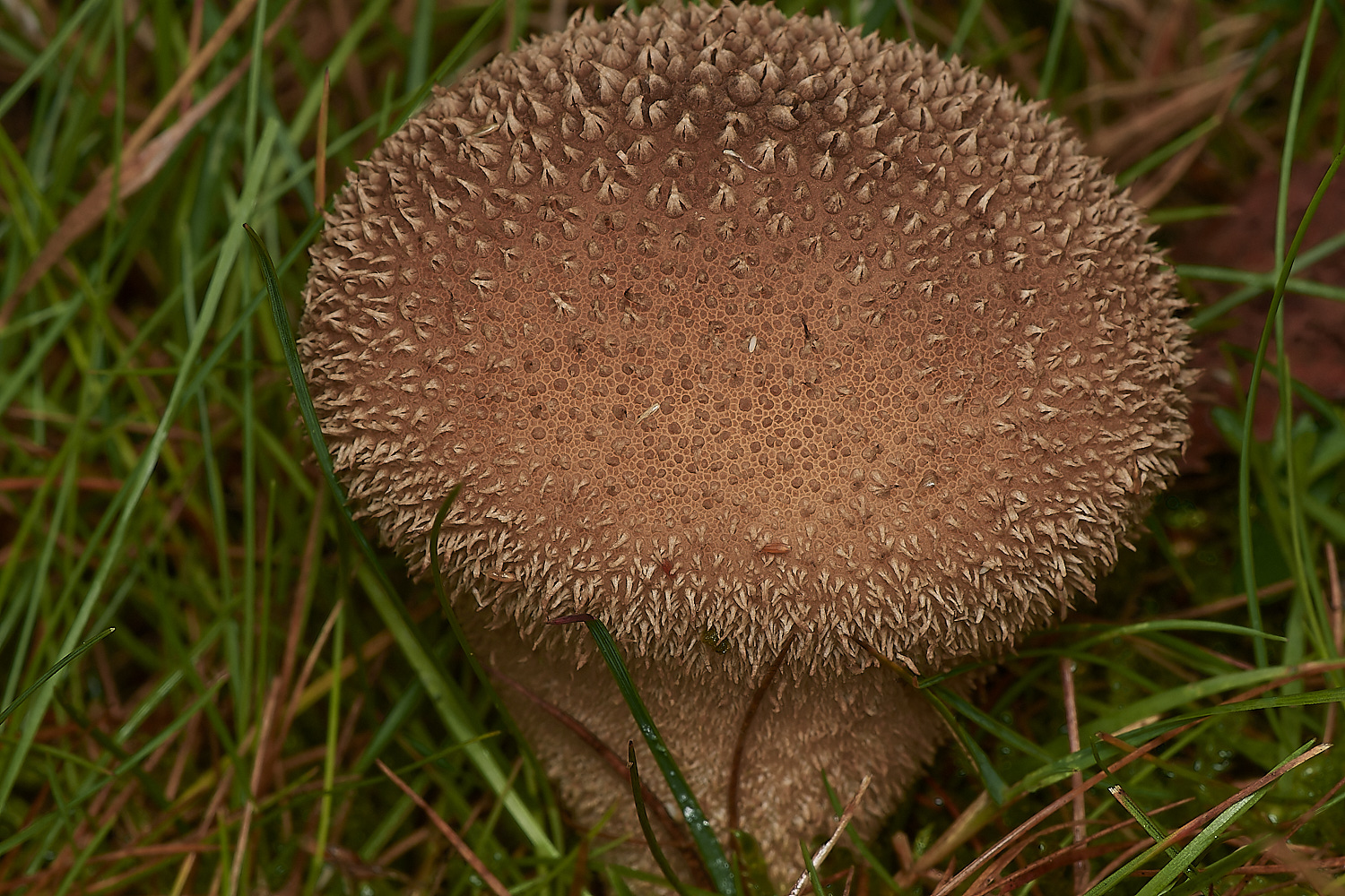 CrostwightHeathEarthball3171023-1-NEF_DxO_DeepPRIMEXD