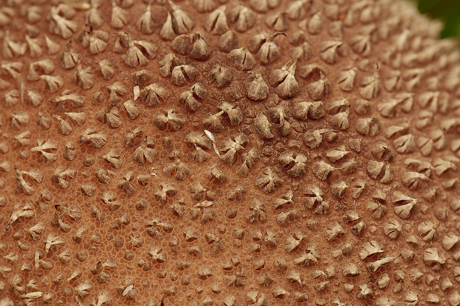 CrostwightHeathEarthball3171023-2-NEF_DxO_DeepPRIMEXD