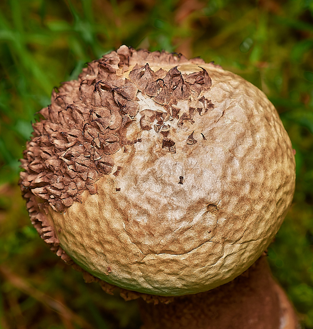 CrostwightHeathEarthball4171023-1-NEF_DxO_DeepPRIMEXD