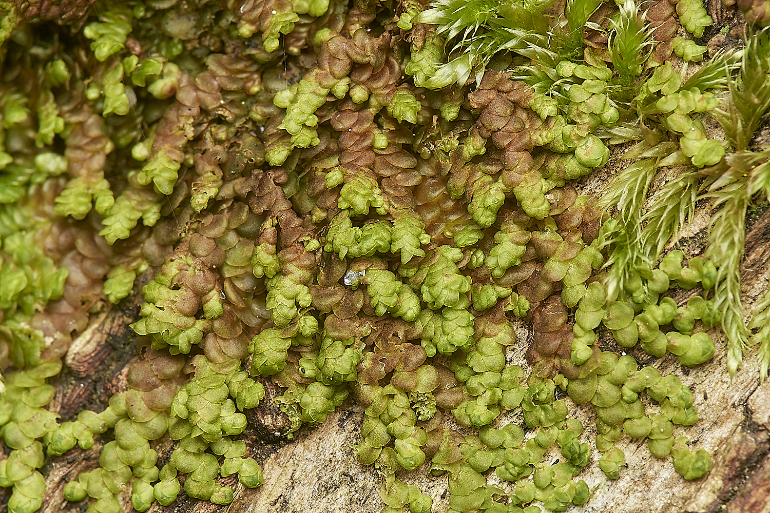 CrostwightHeathFdilatata171023-1-NEF_DxO_DeepPRIMEXD